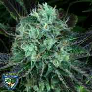 T H Seeds DarkStar Kush