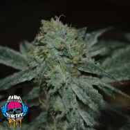 Dank Genetics Seeds Dawg Fighter