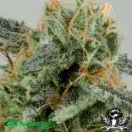 De Sjamaan Seeds Crystal Ryder