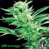 De Sjamaan Seeds Easy Rider