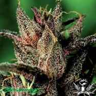 De Sjamaan Seeds Lady Purple