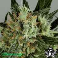 De Sjamaan Seeds Shaman's High