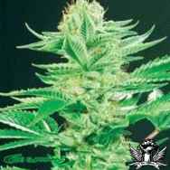 De Sjamaan Seeds Amazonia