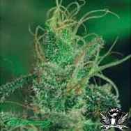 De Sjamaan Seeds Magic Crystal