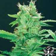 De Sjamaan Seeds Peace Maker