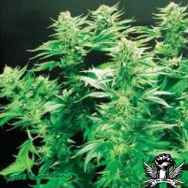 De Sjamaan Seeds Thai Widow