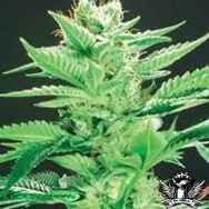 De Sjamaan Seeds Widow Warrior