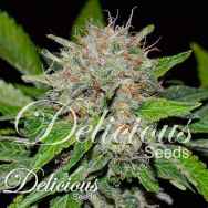 Delicious Seeds Deep Mandarine