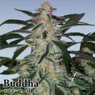 Buddha Seeds Deimos Autoflowering