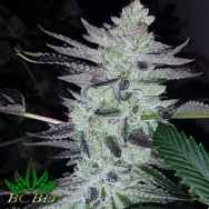 BC Bud Depot Seeds Deliquent OG