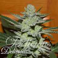 Delicious Seeds Unknown Kush AKA Desconocida Kush