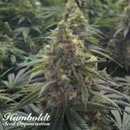 Humboldt Seed Organization Desert Diesel