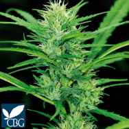 Cannabiogen Seeds Destroyer