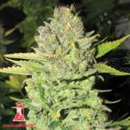 Medical Seeds Devil Fruit