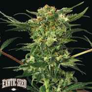 Exotic Seed Devil Kush