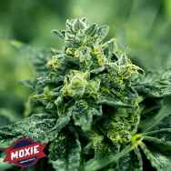 Moxie Seeds Diamond Cookies