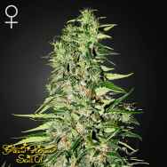 Green House Seeds Diamond Girl