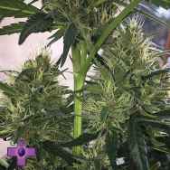 Gage Green Seeds Diamonds & Dust