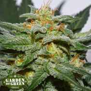 Garden of Green Seeds Diesel Berry Cough