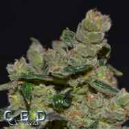 CBD Seeds Diesel