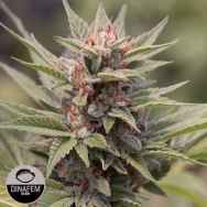 Dinafem Seeds Diesel