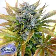 Flash Autoflowering Seeds Diesel Haze