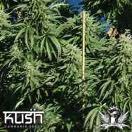Kush Cannabis Seeds Diesel Kush