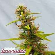 Lowryder Seeds Diesel Ryder