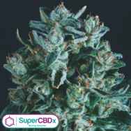 SuperCBDx Seeds Diesel x SCBDX