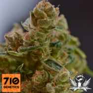 710 Genetics Seeds 710 Diesel