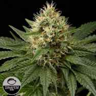 Dinafem Seeds DinaChem