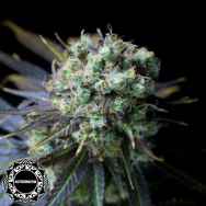 Dinafem Seeds Dinamed CBD AUTO