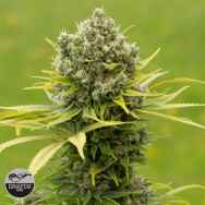 Dinafem Seeds Dinamed CBD Plus