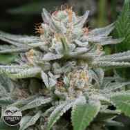 Dinafem Seeds Gorilla