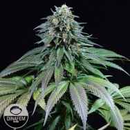 Dinafem Seeds Purple Moby Dick