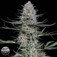 Dinafem Seeds Quick Critical +