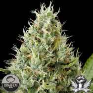 Dinafem Seeds Dinamex