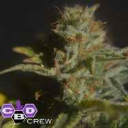 CBD Crew Seeds Divine