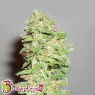 Dr. Krippling Seeds Dizzy Lights AUTO