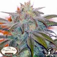 The Doggies Nuts Seeds Armageddon x Sirius Skunk