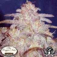 The Doggies Nuts Seeds G13 Haze