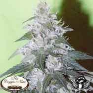 The Doggies Nuts Seeds White Rhino #1