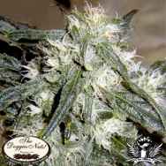 The Doggies Nuts Seeds White Widow #1