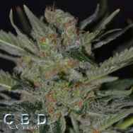 CBD Seeds Domina