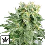 White Label Seeds Double Gum AKA Blueberry