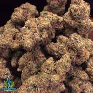 Exotic Genetix Seeds Double Stuffed