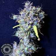 Tropical Seeds Double Zamal