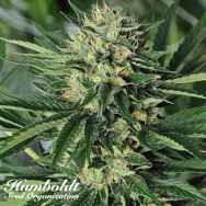 Humboldt Seed Organization Dr Greenthumbs EmDog