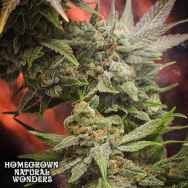 Homegrown Natural Wonders Doctor Who