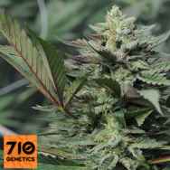 710 Genetics Seeds Dreamcatcher